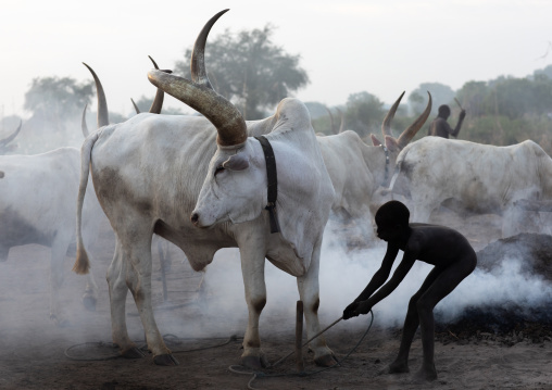 Mundari tribe boy taking care of the long horns cows in the camp, Central Equatoria, Terekeka, South Sudan