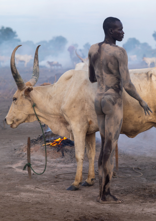 Naked Mundari tribe man covering his cow in ash to repel mosquitoes, Central Equatoria, Terekeka, South Sudan