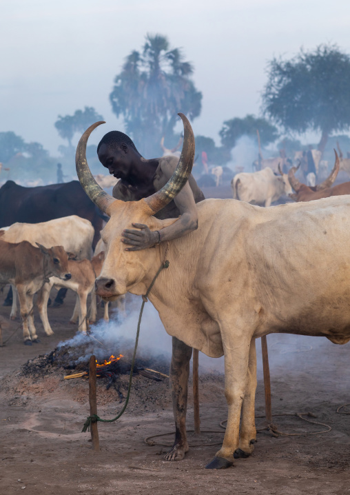 Mundari tribe man covering his cow in ash to repel flies and mosquitoes, Central Equatoria, Terekeka, South Sudan