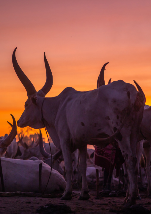 Long horns cows in a Mundari camp, Central Equatoria, Terekeka, South Sudan