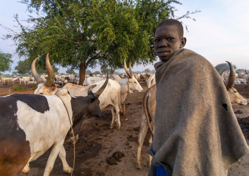 Mundari tibe boy taking care of the clong horns cows in the camp, Central Equatoria, Terekeka, South Sudan