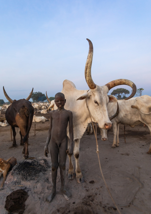 Mundari tribe boy with his long horns cows in the camp, Central Equatoria, Terekeka, South Sudan