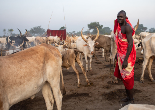 Mundari tribe man with his long horns cows in a camp, Central Equatoria, Terekeka, South Sudan