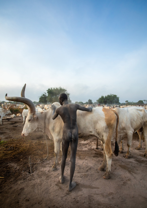Naked Mundari tribe man covering his cow in ash to repel mosquitoes, Central Equatoria, Terekeka, South Sudan