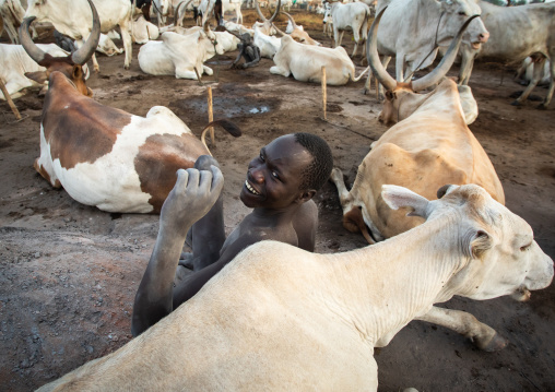 Mundari tribe man with his long horns cows in the camp, Central Equatoria, Terekeka, South Sudan