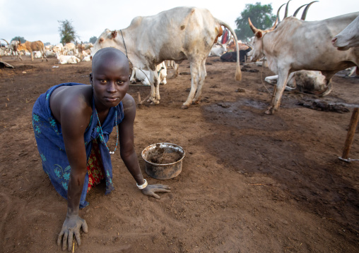 Mundari tribe woman collecting dried cow dungs to make bonfires to keep mosquitoes away, Central Equatoria, Terekeka, South Sudan
