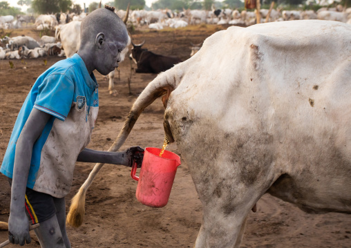 Mundari tribe boy collecting cow urine to use it to wash his body and dye his hair, Central Equatoria, Terekeka, South Sudan