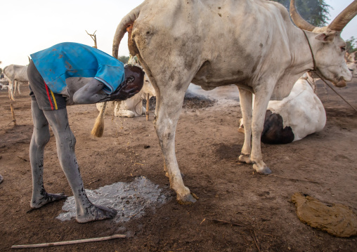 Mundari tribe boy showering in the cow urine to dye his hair in orange, Central Equatoria, Terekeka, South Sudan