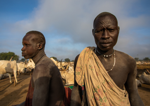Mundari tribe men with their long horns cows in a camp, Central Equatoria, Terekeka, South Sudan