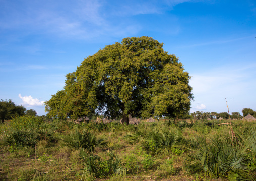 Huge tree in a Mundari village, Central Equatoria, Terekeka, South Sudan