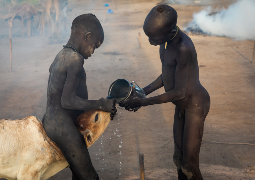 Mundari boys giving water to a calf, Central Equatoria, Terekeka, South Sudan