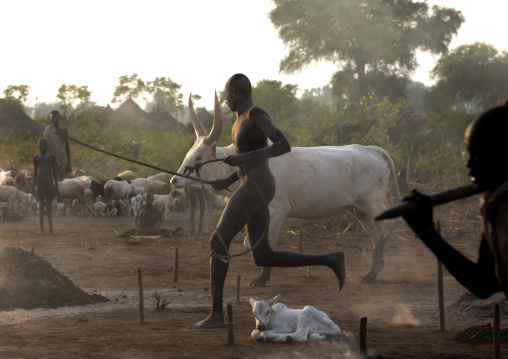 Mundari tribe men running after a long horns cow, Central Equatoria, Terekeka, South Sudan