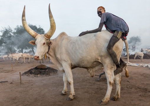 Mundari tribe man riding a long horns cow, Central Equatoria, Terekeka, South Sudan