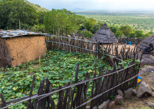 Garden in a Lotuko tribe village with thatched houses, Central Equatoria, Illeu, South Sudan