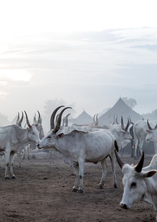 Long horns cows in a Mundari tribe camp, Central Equatoria, Terekeka, South Sudan