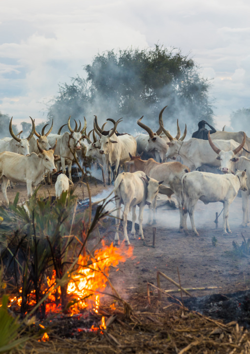 Long horns cows in a Mundari tribe camp gathering around bonfires to repel mosquitoes and flies, Central Equatoria, Terekeka, South Sudan