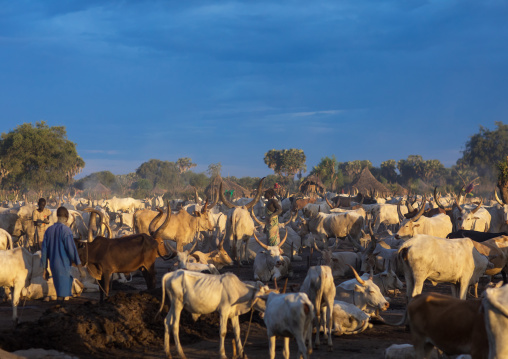 Long horns cows in a Mundari tribe camp, Central Equatoria, Terekeka, South Sudan
