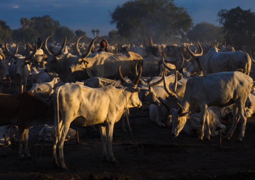 Long horns cows in a Mundari tribe camp in the morning, Central Equatoria, Terekeka, South Sudan