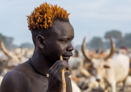 Mundari tribe man with orange hair using a wooden toothbrush to clean his teeth, Central Equatoria, Terekeka, South Sudan