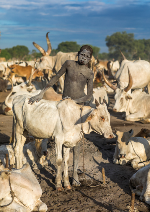 Mundari tribe boy covering his cow in ash from the dung fires to repel flies and mosquitoes, Central Equatoria, Terekeka, South Sudan