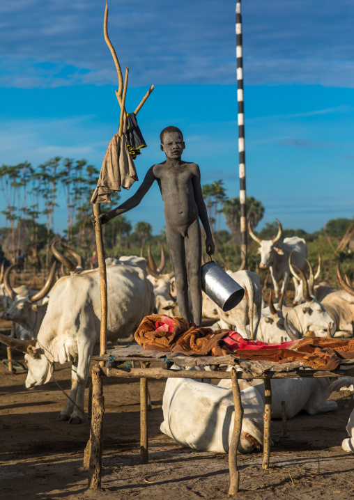 Mundari tribe boy standing on a wooden bed in the middle of his long horns cows, Central Equatoria, Terekeka, South Sudan