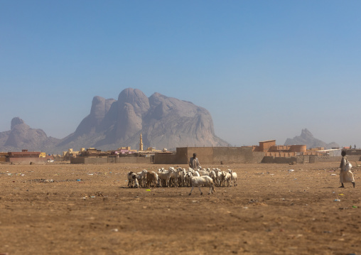 Flock of sheep at the foot of Taka mountain, Kassala State, Kassala, Sudan