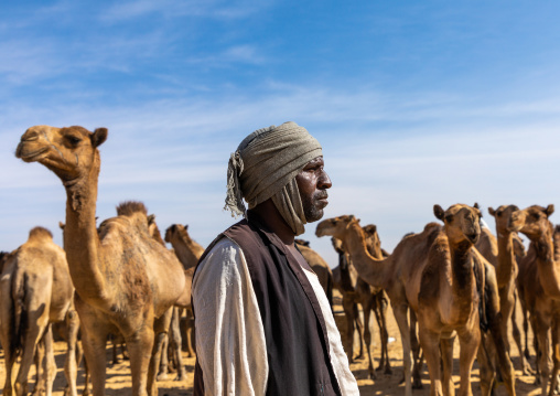 Sudanese camels herd, Nubia, Old Dongola, Sudan