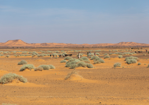 A herd of cows  in the desert, Nubia, Old Dongola, Sudan