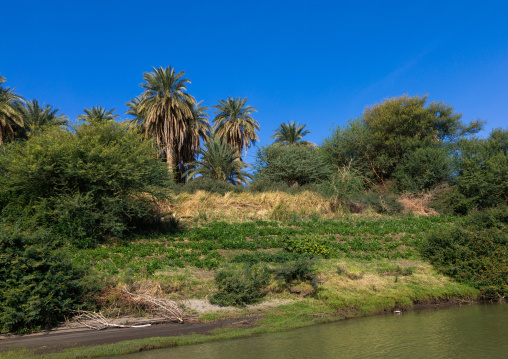 Plam trees on the bank of river Nile, Northern State, El-Kurru, Sudan