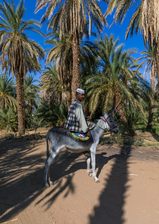 Sudanese man riding a donkey in an oasis, Northern State, El-Kurru, Sudan