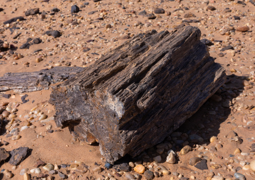 Petrified wood in the desert, Northern State, El-Kurru, Sudan