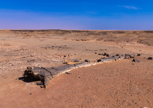 Petrified wood in the desert, Northern State, El-Kurru, Sudan