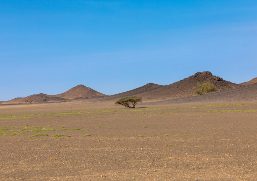 Lonely tree in the desert, Northern State, Bayuda desert, Sudan