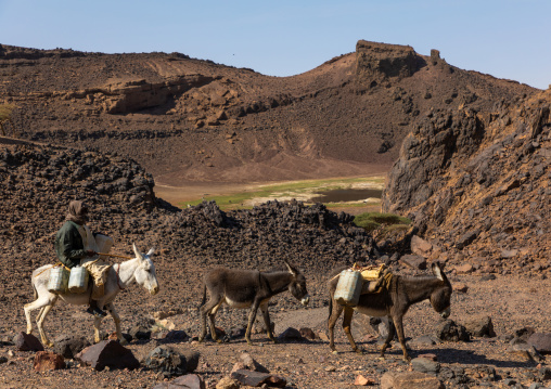 Bisharin nomad man with donkeys collecting salt in Atrun crater, Bayuda desert, Atrun, Sudan