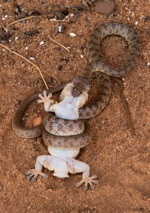 Snake eating a lizard, Nubia, Musawwarat es-Sufra, Sudan