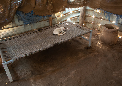 Cat sleeping on a traditional bed, Red Sea State, Suakin, Sudan