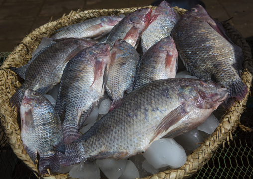 Sudan, Khartoum State, Omdurman, fish market
