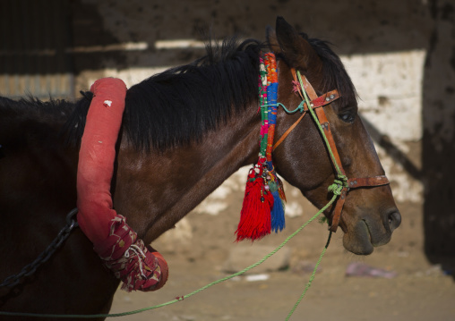 Sudan, Northern Province, Dongola, decorated horse
