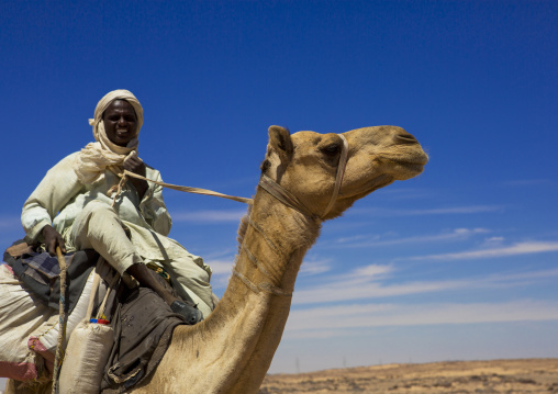 Sudan, Northern Province, Dongola, camel herder going to egypt with a caravan