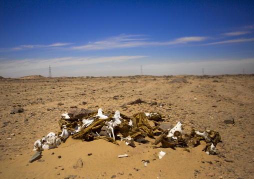Sudan, Northern Province, Dongola, dead camel