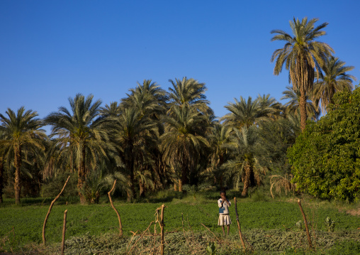 Sudan, Northern Province, Karima, man working in a farm