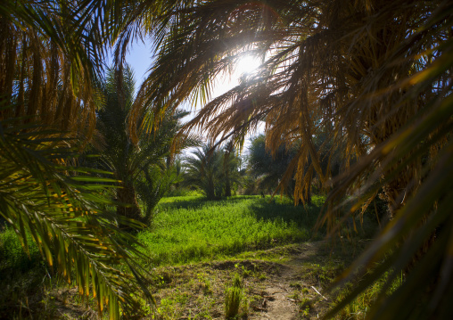Sudan, Northern Province, Karima, farm with palms