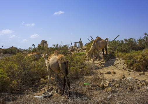 Sudan, Port Sudan, Suakin, camels