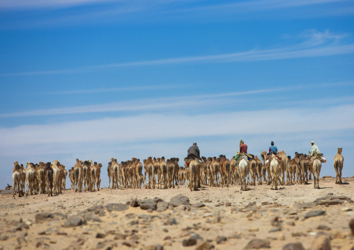 Sudan, Northern Province, Dongola, sudanese camels herd going to egypt