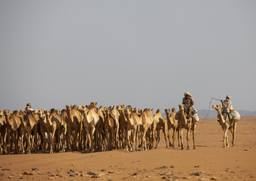 Sudan, Northern Province, Dongola, sudanese camels herd going to egypt