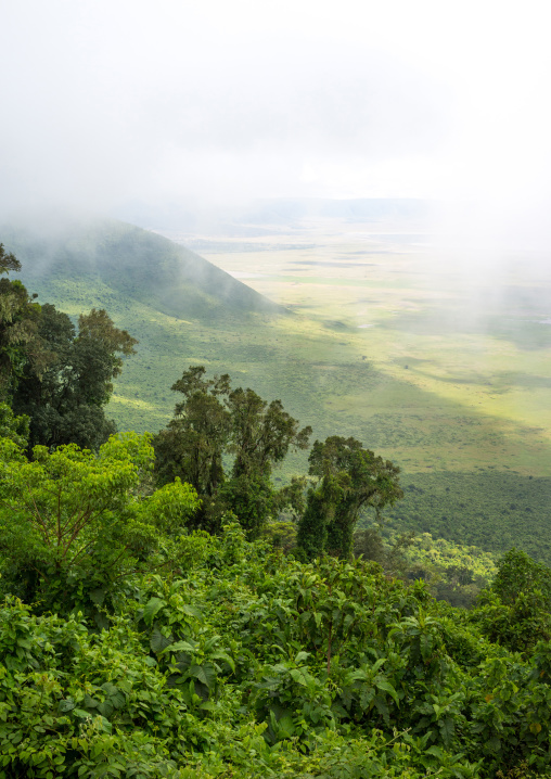 Tanzania, Arusha Region, Ngorongoro Conservation Area, the crater in the fog