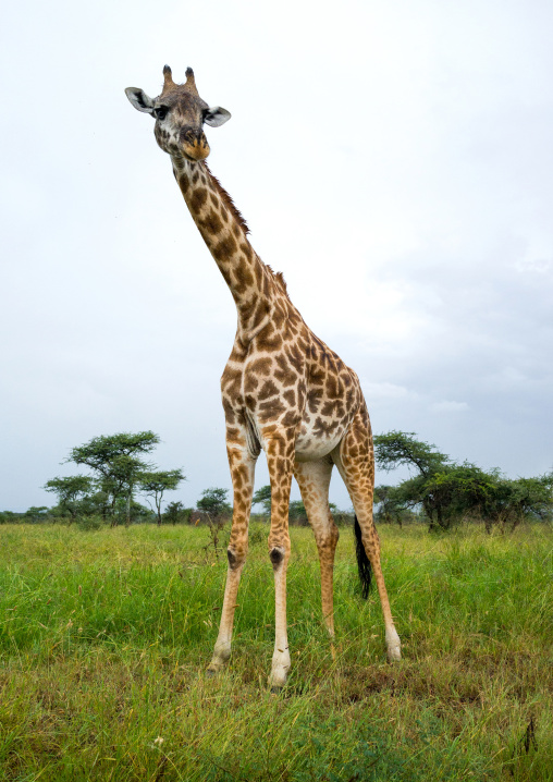 Tanzania, Mara, Serengeti National Park, giraffe (giraffa camelopardalis)