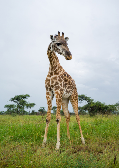 Tanzania, Mara, Serengeti National Park, giraffe (giraffa camelopardalis)