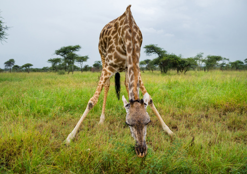 Tanzania, Mara, Serengeti National Park, giraffe (giraffa camelopardalis) gazing