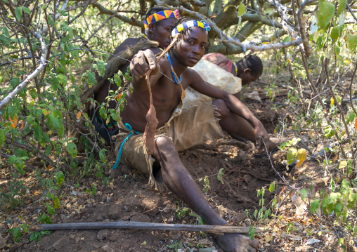Tanzania, Serengeti Plateau, Lake Eyasi, hadzabe bushmen digs for roots